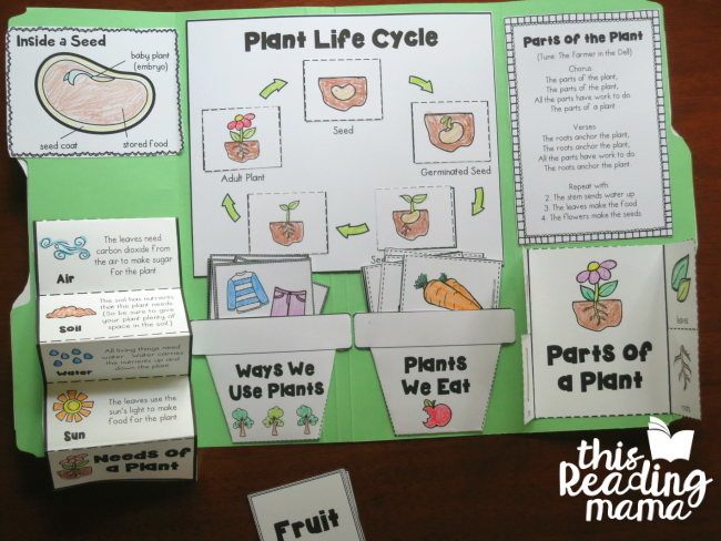 Seeds and Plants Interactive Notebook or Lapbook - This Reading Mama